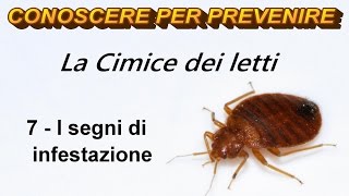 La Cimice dei Letti 7  I segni di infestazione [upl. by Sass]