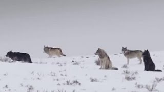 These Wolves Are Hungry for Elk  BBC Earth [upl. by Reerg]