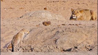 Leopard Walks Right into a Lion [upl. by Krahling169]