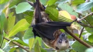 Bats Bats Bats A Bat pooping and peeing  South Pacific Islands V Blog [upl. by Orthman]