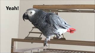 Clear Talking Parrot Macy the African Grey [upl. by Cariotta]