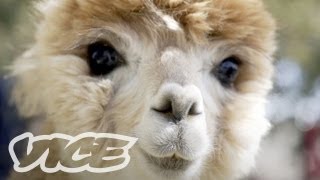 Cute Alpacas  The Cute Show [upl. by Aramac]