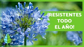 10 PLANTAS de EXTERIOR RESISTENTES al SOL y al FRÍO 🌼🌿 [upl. by Ylhsa31]