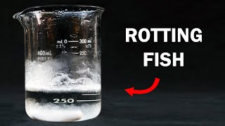 Making Trimethylamine  The Stench of Rotting Fish [upl. by Derry]