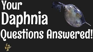 Daphnia Questions Answered [upl. by Japha]