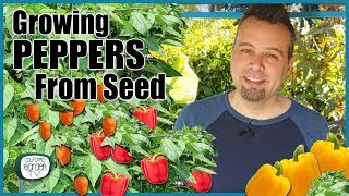 How to Grow Peppers from Seed  Step by Step Instructions [upl. by Ynehpets]