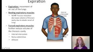 Lecture 20 Respiratory System [upl. by Mercie]