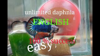 daphnia moina culture Easy way Unlimited production English  with sub Green water Chlorella [upl. by Huttan]