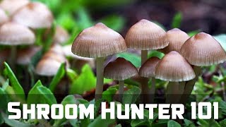 ShroomHunter 101 Identify Wild Magic Mushrooms Psilocybin [upl. by Bach]