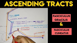 Ascending Tracts  2  Spinal Cord [upl. by Aivatan]