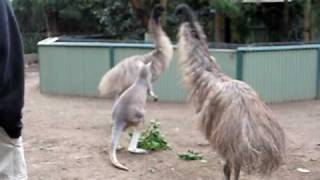 Kangaroo vs Emu FIGHT [upl. by Nnylsia235]