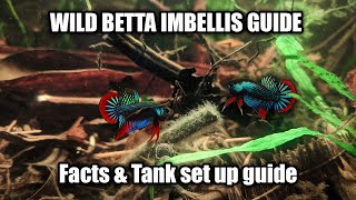 Wild Betta Imbellis species and care guide  FranksBettas [upl. by Odnalro190]