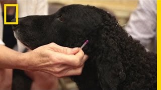 Treating Animals With Acupuncture  National Geographic [upl. by Nivlad]