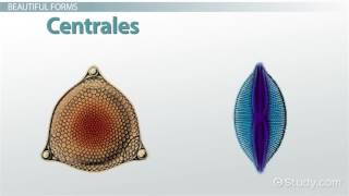 Diatoms Definition Characteristics [upl. by Elinor399]