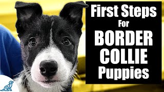 Border Collie Puppy Training  10 Skills To TEACH FIRST [upl. by Rucker]