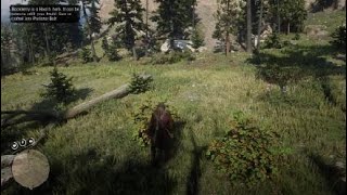 Red Dead Redemption 2 Blackberry Location [upl. by Adai]