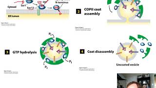 Vesicular Traffic Secretion and Endocytosis Chapter 14 [upl. by Chae]