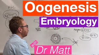 Oogenesis  Embryology [upl. by Notfa]