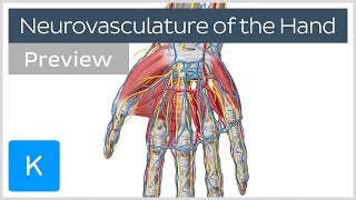 Neurovasculature of the Hand preview  Human Anatomy  Kenhub [upl. by Isyad143]