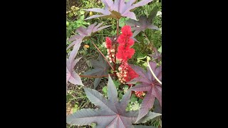 Castor Oil Plant [upl. by Ddene]