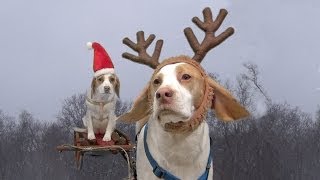 Dogs Ruin Christmas Cute Dog Maymo amp Puppy Penny [upl. by Leaper]