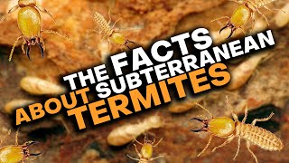 Subterranean Termites What You Need To Know [upl. by Elttil]