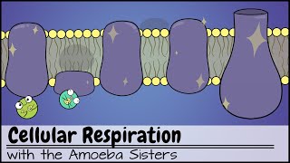 Cellular Respiration UPDATED [upl. by Blight]