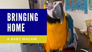 BRINGING HOME A BABY BLUE AND GOLD MACAW  SHELBY THE MACAW [upl. by Auahsoj]