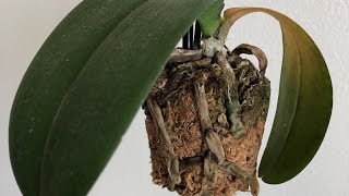 My Orchid Is Dying Phalaenopsis Orchid Rescue Repotting [upl. by Akamahs]