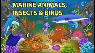 Sea Animals Insects and Birds Names and Sounds [upl. by Elleiram]