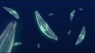 What Makes Diatoms So Special [upl. by Emmy]