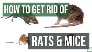 How to Get Rid of Rats and Mice Guaranteed 4 Easy Steps [upl. by Jeth]