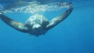 Worlds Largest Turtle  LEATHERBACK SEA TURTLE  Great Barrier Reef Australia [upl. by Arocal]