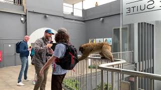 Gibraltar Monkeys Stealing off tourists [upl. by Aesoh450]