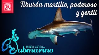 Tiburón martillo poderoso y gentil [upl. by Standice232]