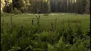 Sequoia National Park [upl. by Aisad]