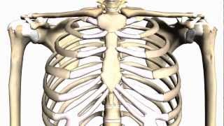 General Skeleton Basic Tutorial  Anatomy Tutorial [upl. by Artenra759]