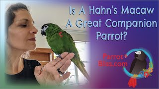 Hahns Macaw 3 Pros amp Cons  Are Hahnsmacaws Brilliant [upl. by Pentheas685]