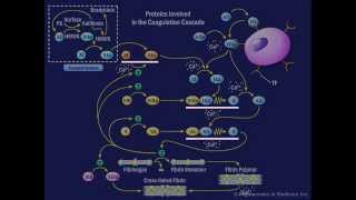 The Coagulation Cascade [upl. by Aivatnuhs]