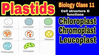 Plastids Types Structure and Functions  Ibad Biology [upl. by Lewis]