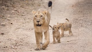 Protecting Asiatic lions in the Gir Forest [upl. by Bal]