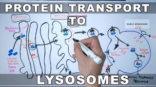 Lysosomal Protein Targeting [upl. by Nav]