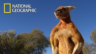 Muscular Kangaroos Martial Arts Match｜National Geographic [upl. by Kared648]