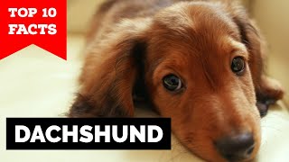 Dachshund  Top 10 Facts [upl. by Atoked]