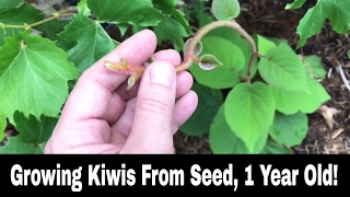 How To Grow A Kiwi Tree or Vine From Seed  1 Year Old [upl. by Lamond]