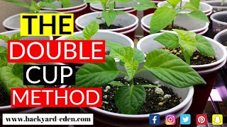 How to start pepper seeds using the double cup method [upl. by Kerad707]