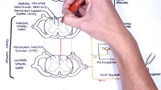 Sensory Tracts  Dorsal Column Medial lemniscus Pathway [upl. by Sixela]