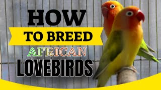 African Lovebird Breeding Tips  How To Breed African Lovebirds  Easy amp Simple Way [upl. by Melisent]