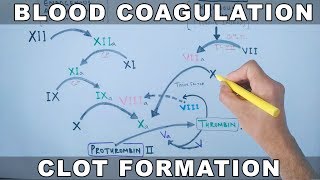 Coagulation Cascade  Intrinsic and Extrinsic Pathway [upl. by Egin]