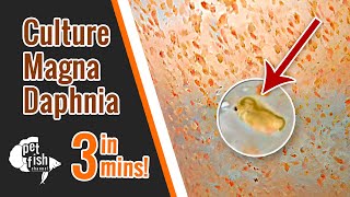 How to culture DAPHNIA MAGNA  The easy way [upl. by Eyllek406]